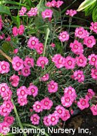 Dianthus barbatus 'Newport Pink'                  